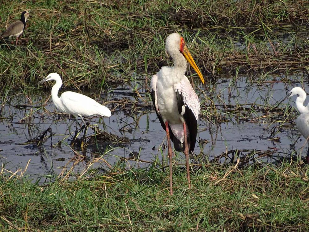 Vögel im Chobe Nationalpark