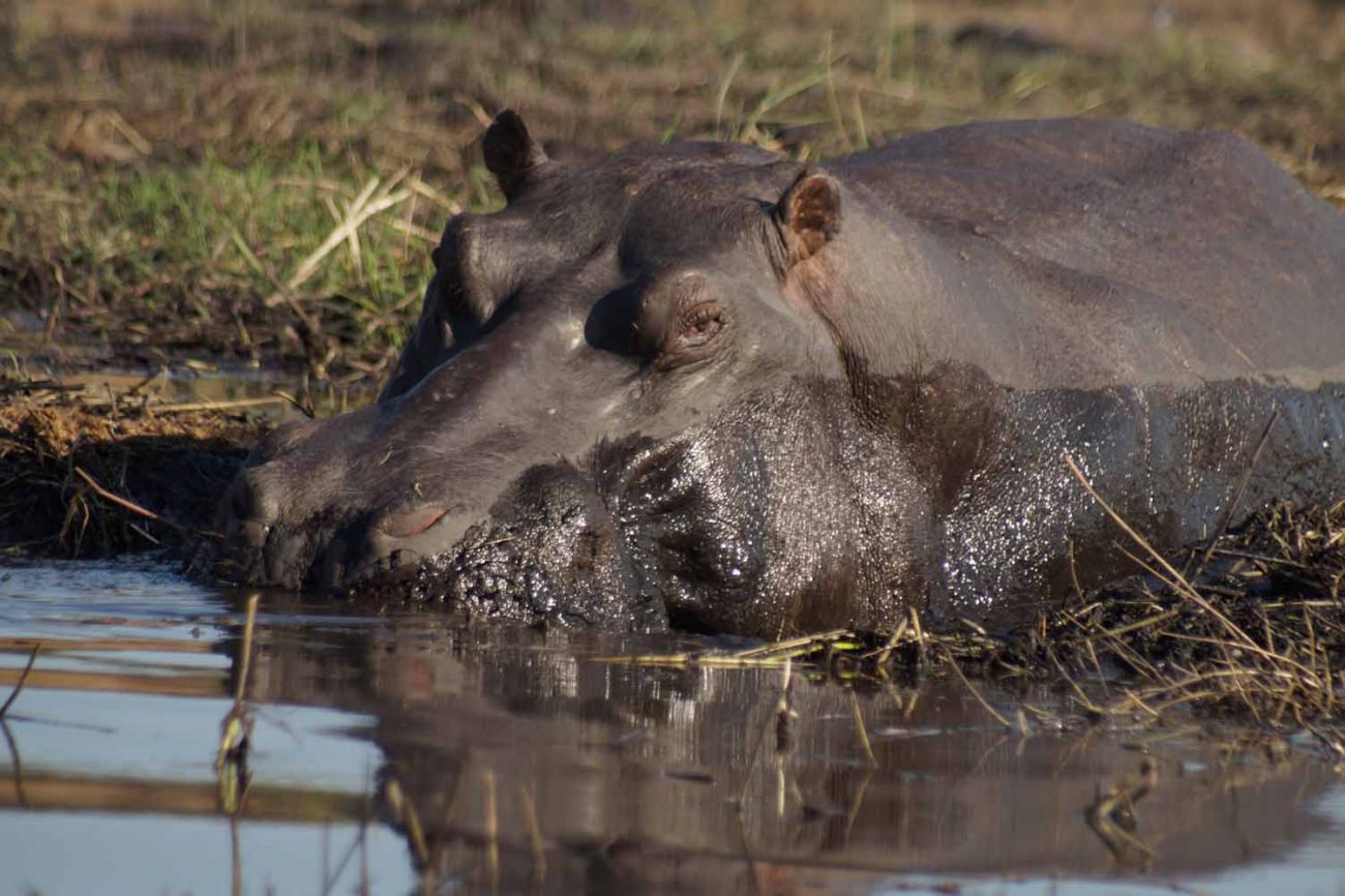 Chobe Nationalpark Tierwelt
