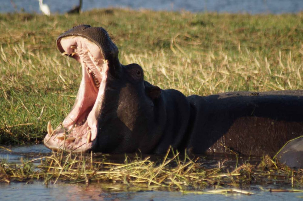 Tiere im Chobe Nationalpark