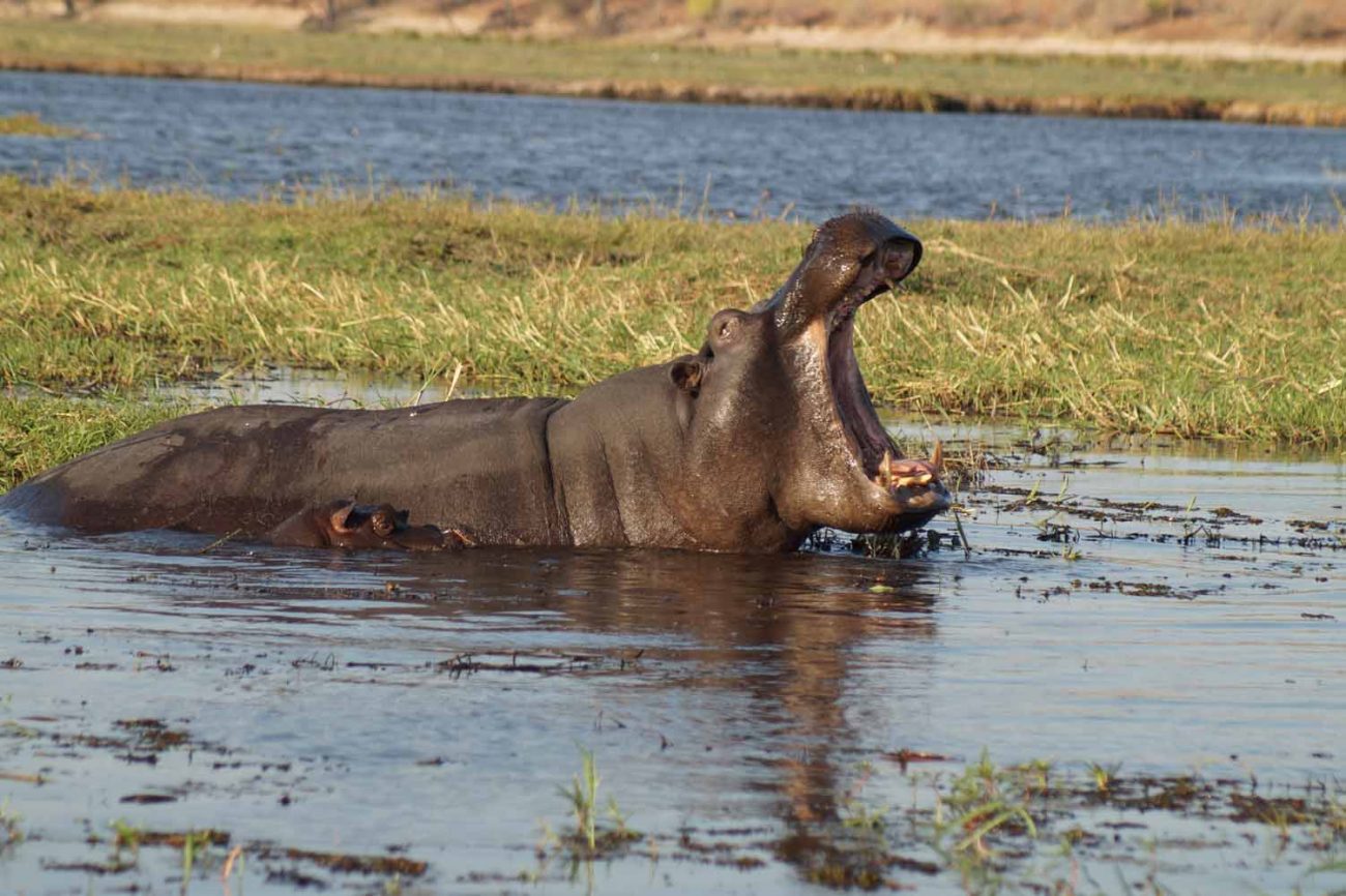 Nilpferd im Chobe Nationalpark