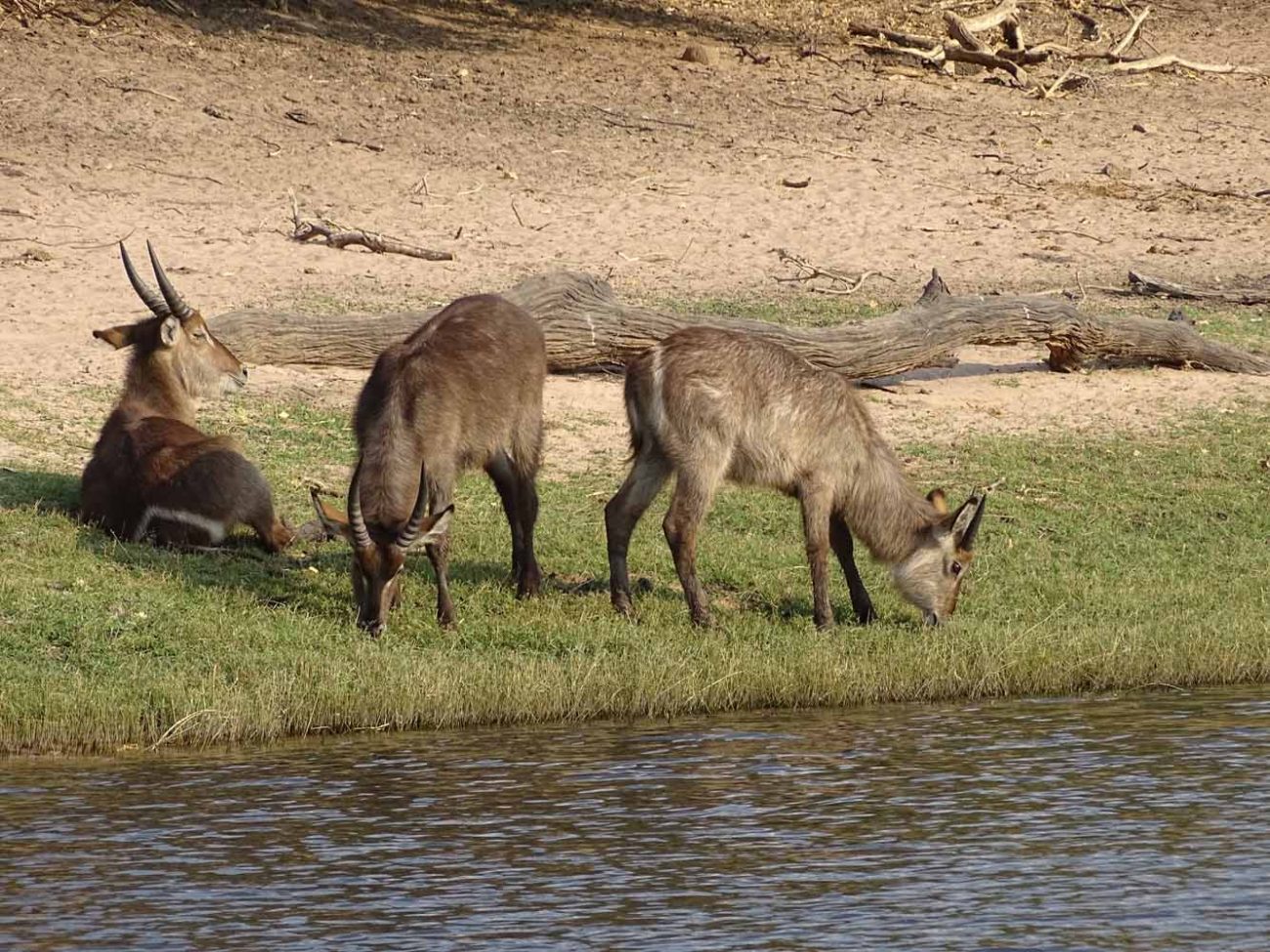 Wasserböcke im Chobe Nationalpark
