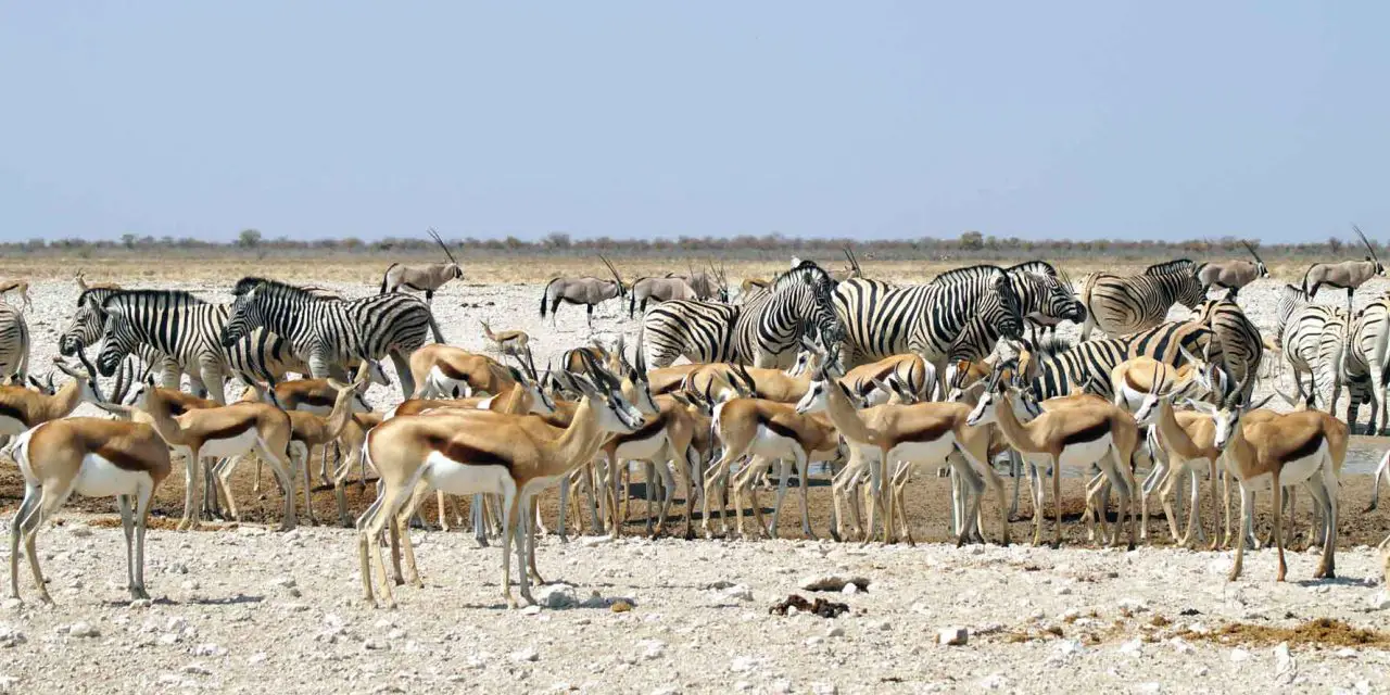 Etosha Nationalpark in Namibia – Highlight für Tierliebhaber