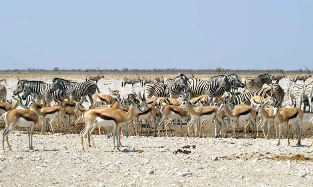 Etosha Nationalpark in Namibia – Highlight für Tierliebhaber