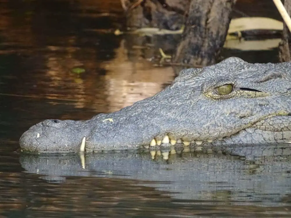 Krokodil im Okavango River