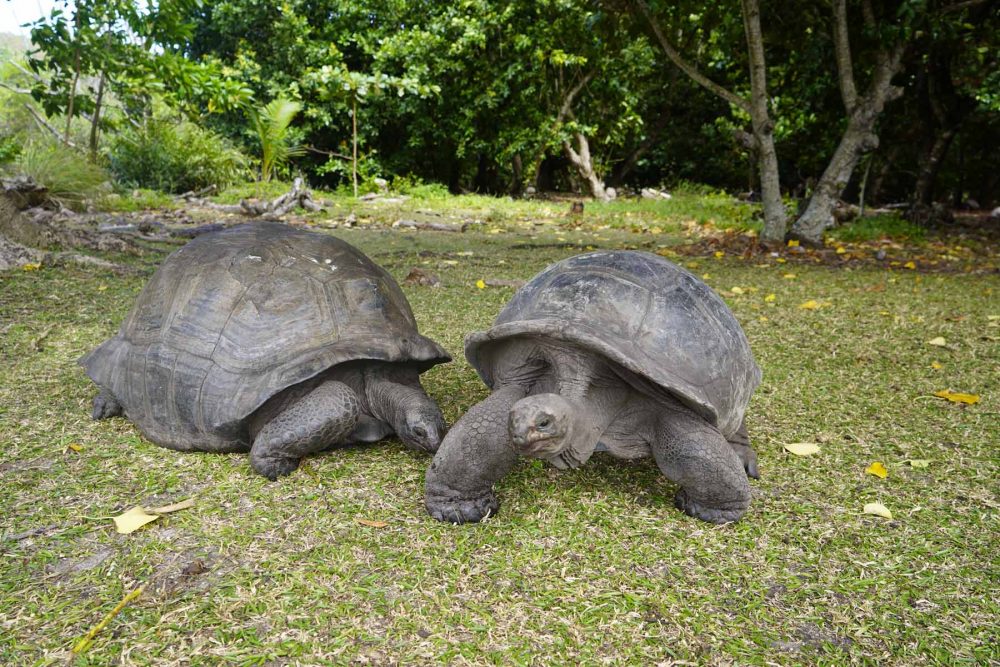 Riesenschildkröten Seychellen