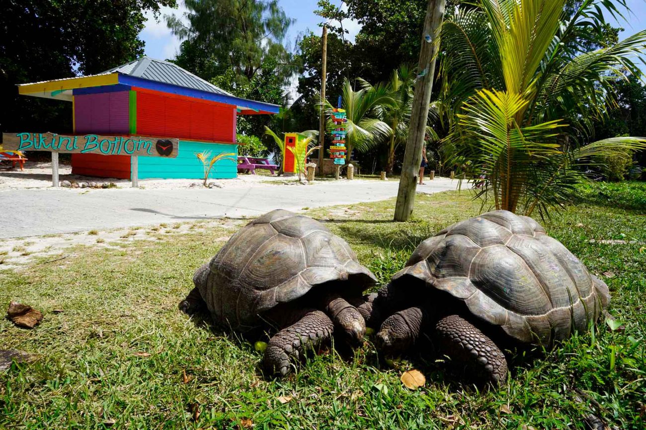 Schildkröten Seychellen
