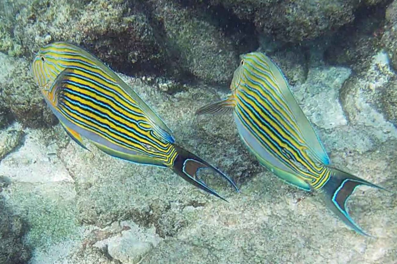 Seychellen Schnorcheln Fische