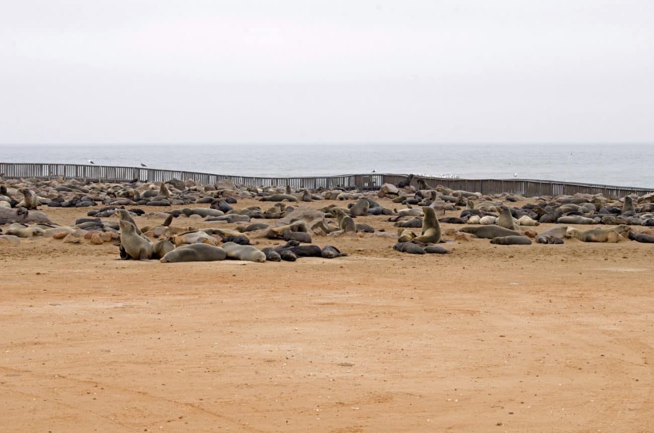 Mit dem eigenen Auto entlang der Skelettküste