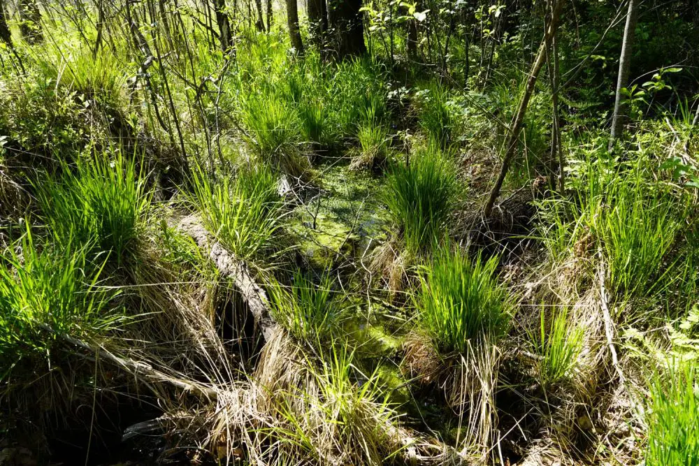 Ausflugstipp Grassau - Moorwanderung Kendlmühlfilzen