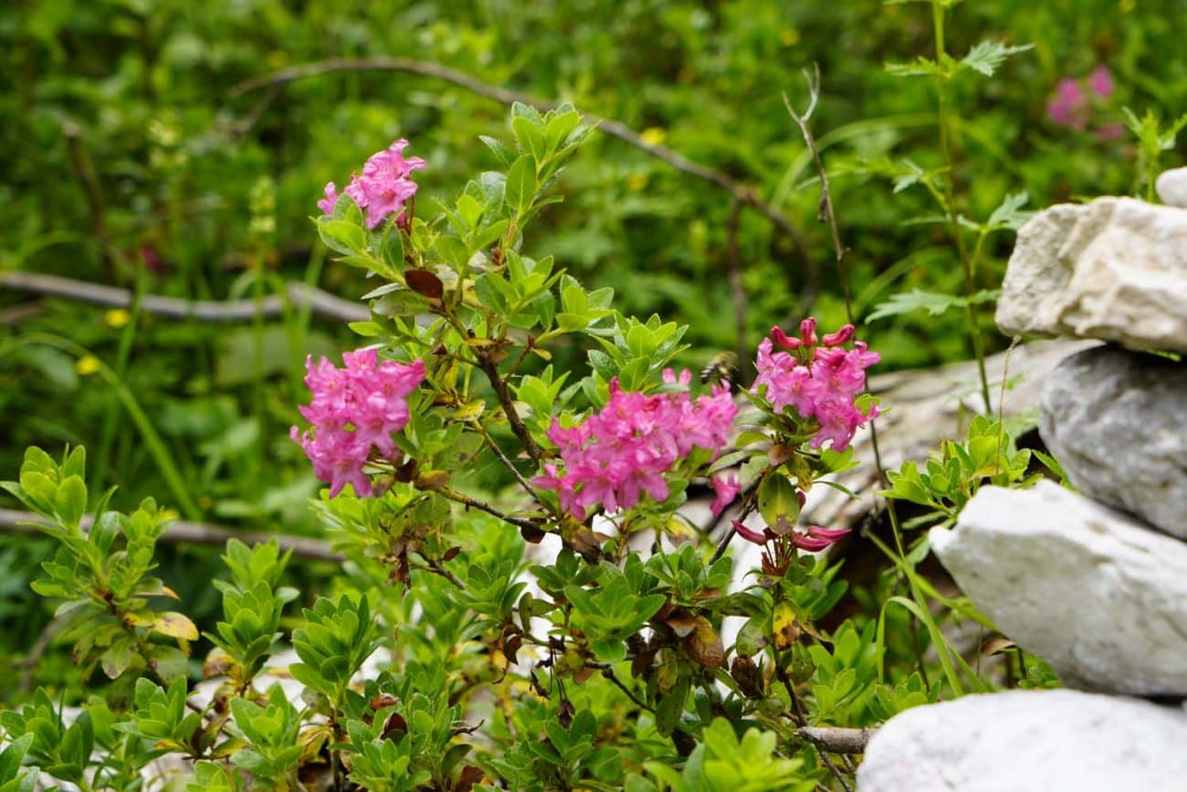 Blumen in der Dachstein Region