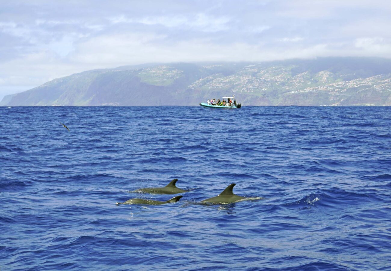 Wal- und Delfintour auf Madeira