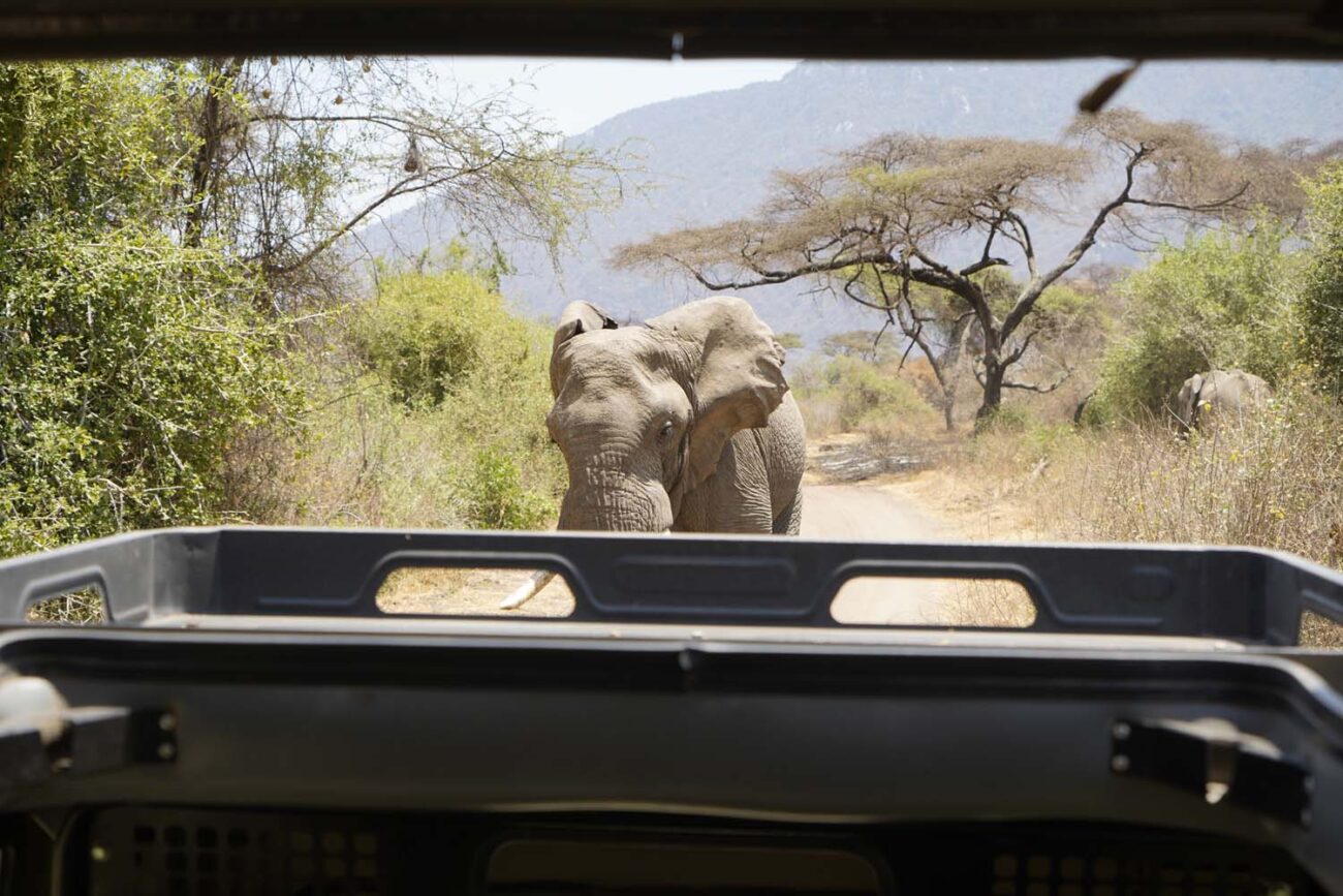 Erfahrungen Safari Tansania