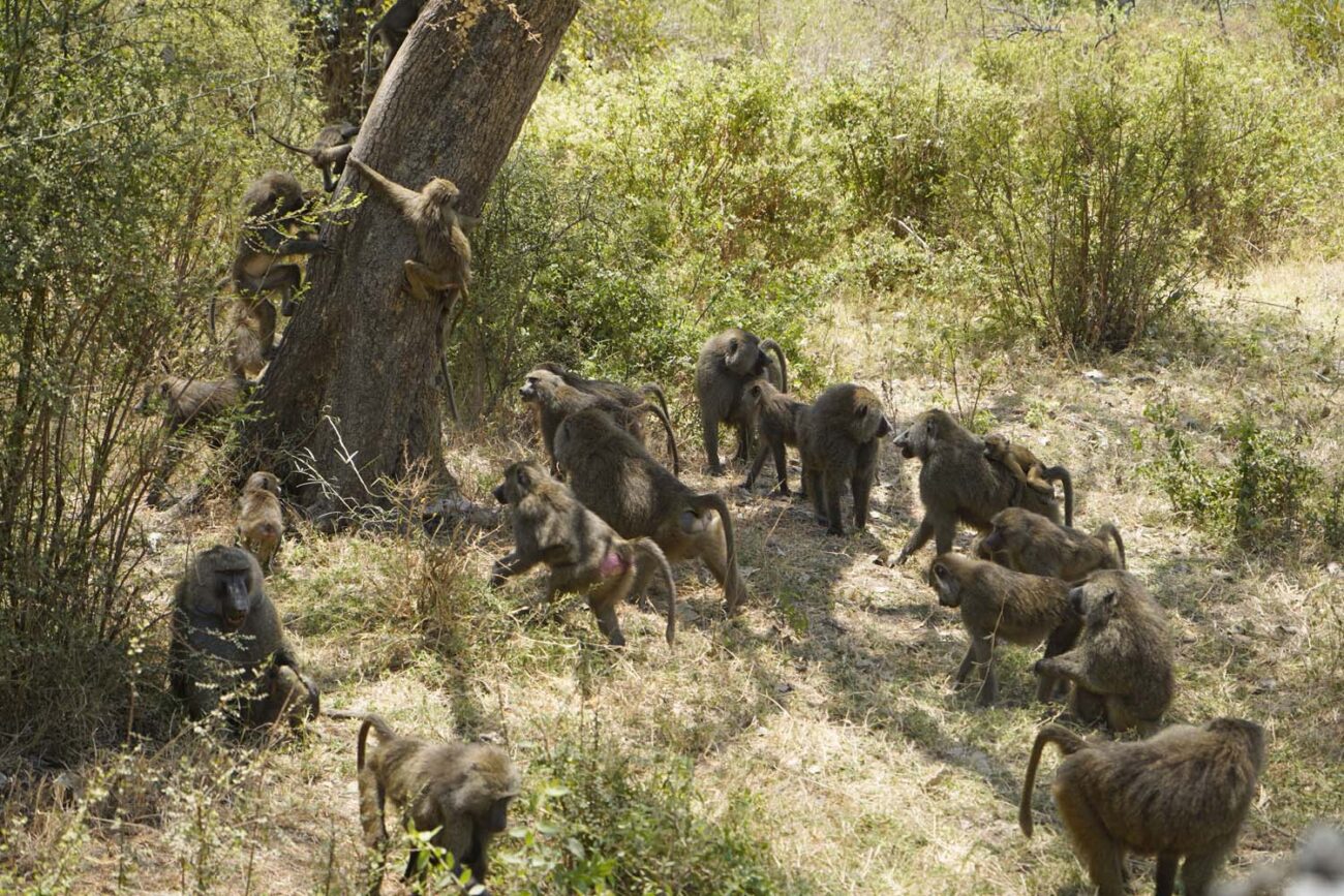 Affen in Tansania