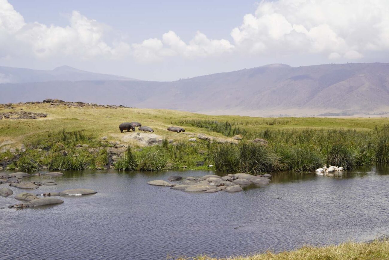 Safari im Ngorongoro Krater