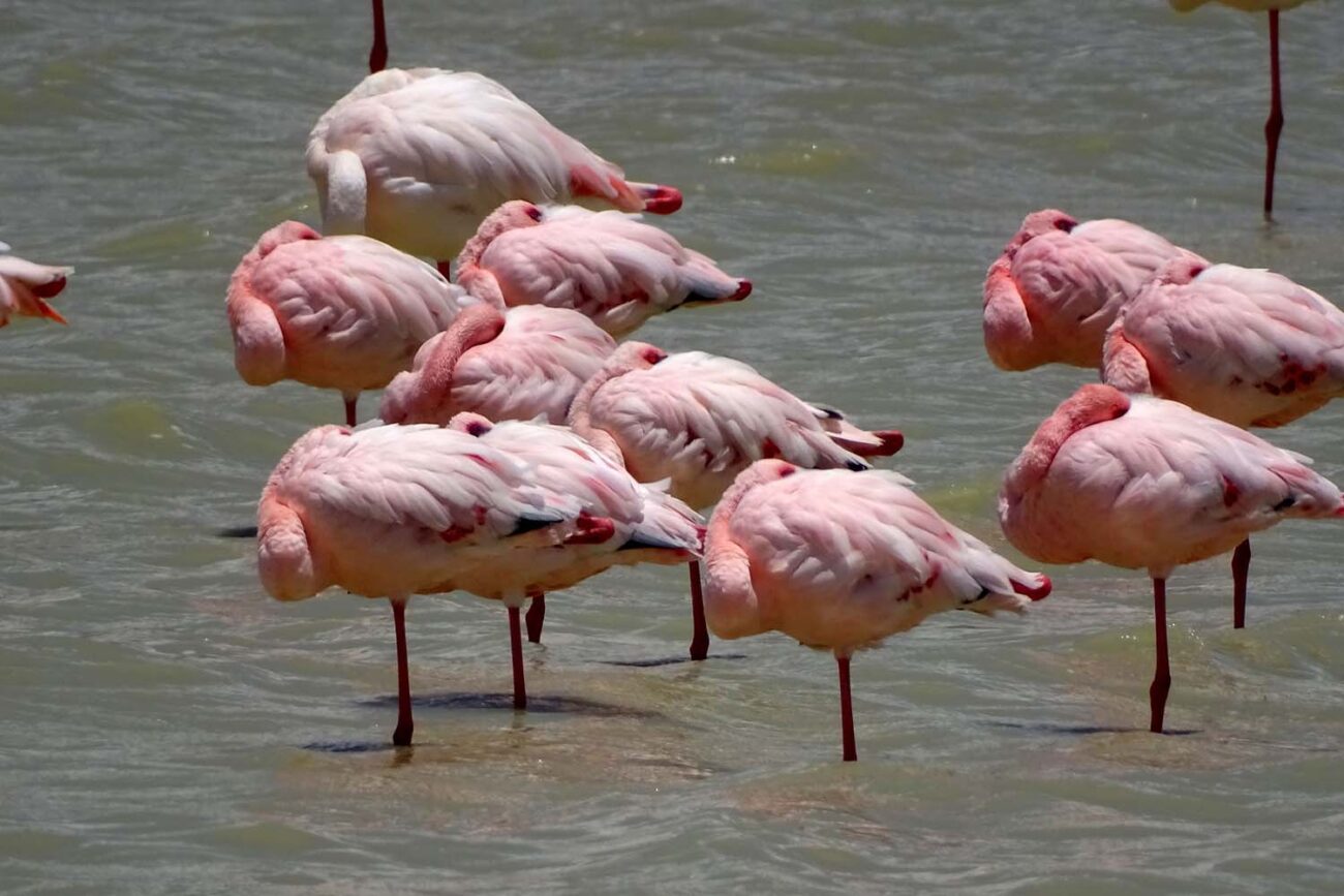 Flamingos im Alkalischer See im Ngorongoro Krater