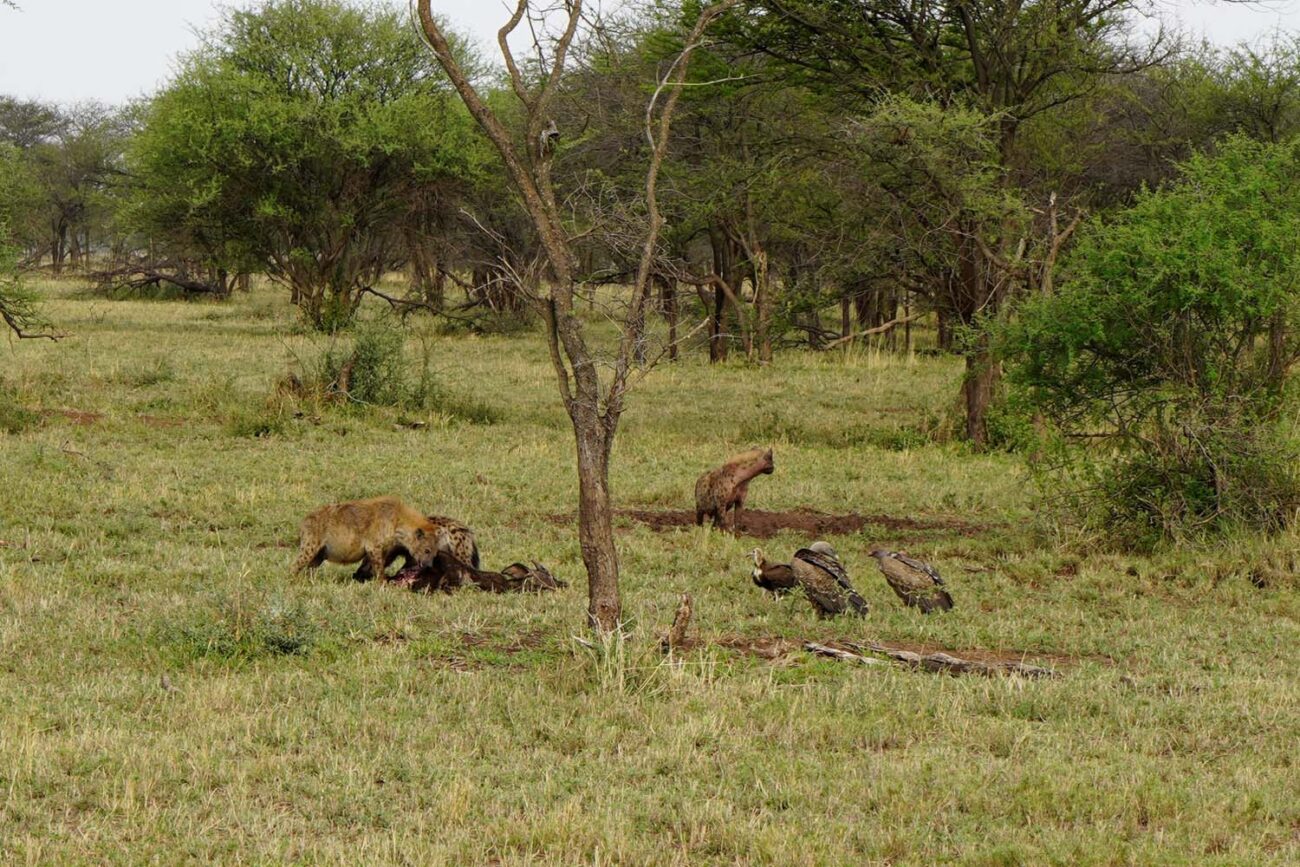Hyänen in der Serengeti