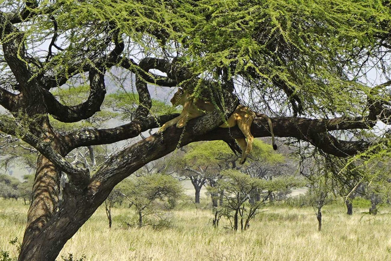 Zentral Serengeti, Tansania