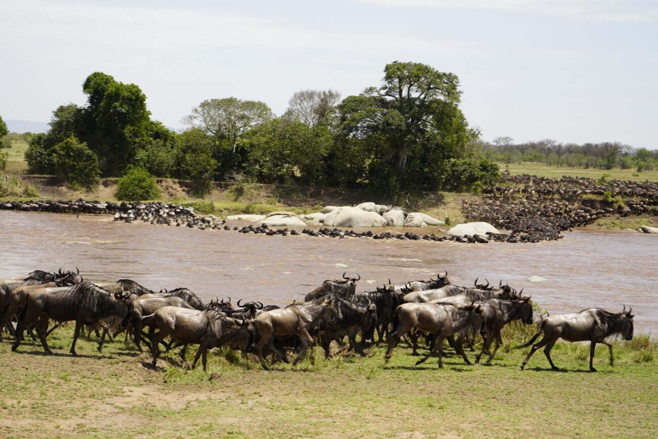 Große Tierwanderung Serengeti