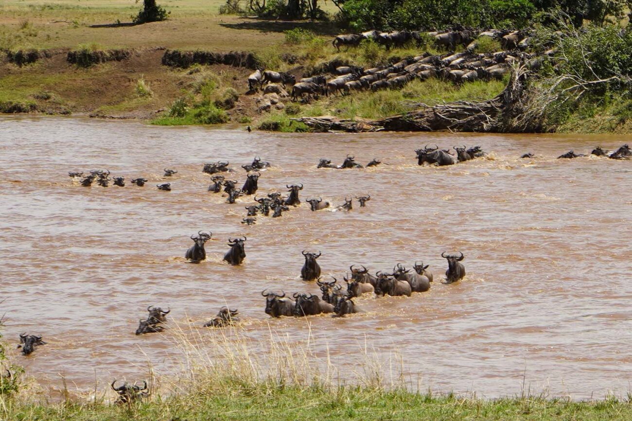 Mara River Crossing Tansania