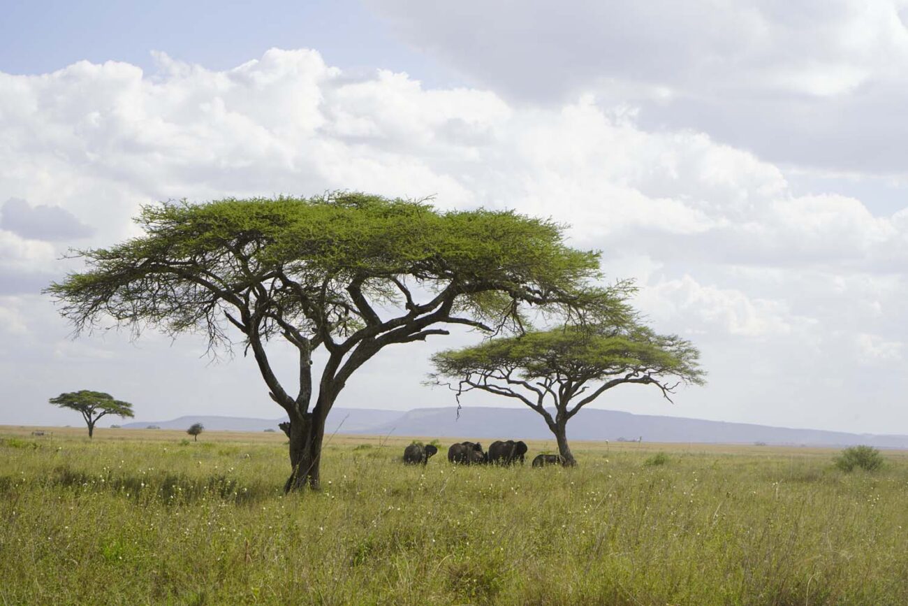 Tansania, Safari in der Serengeti
