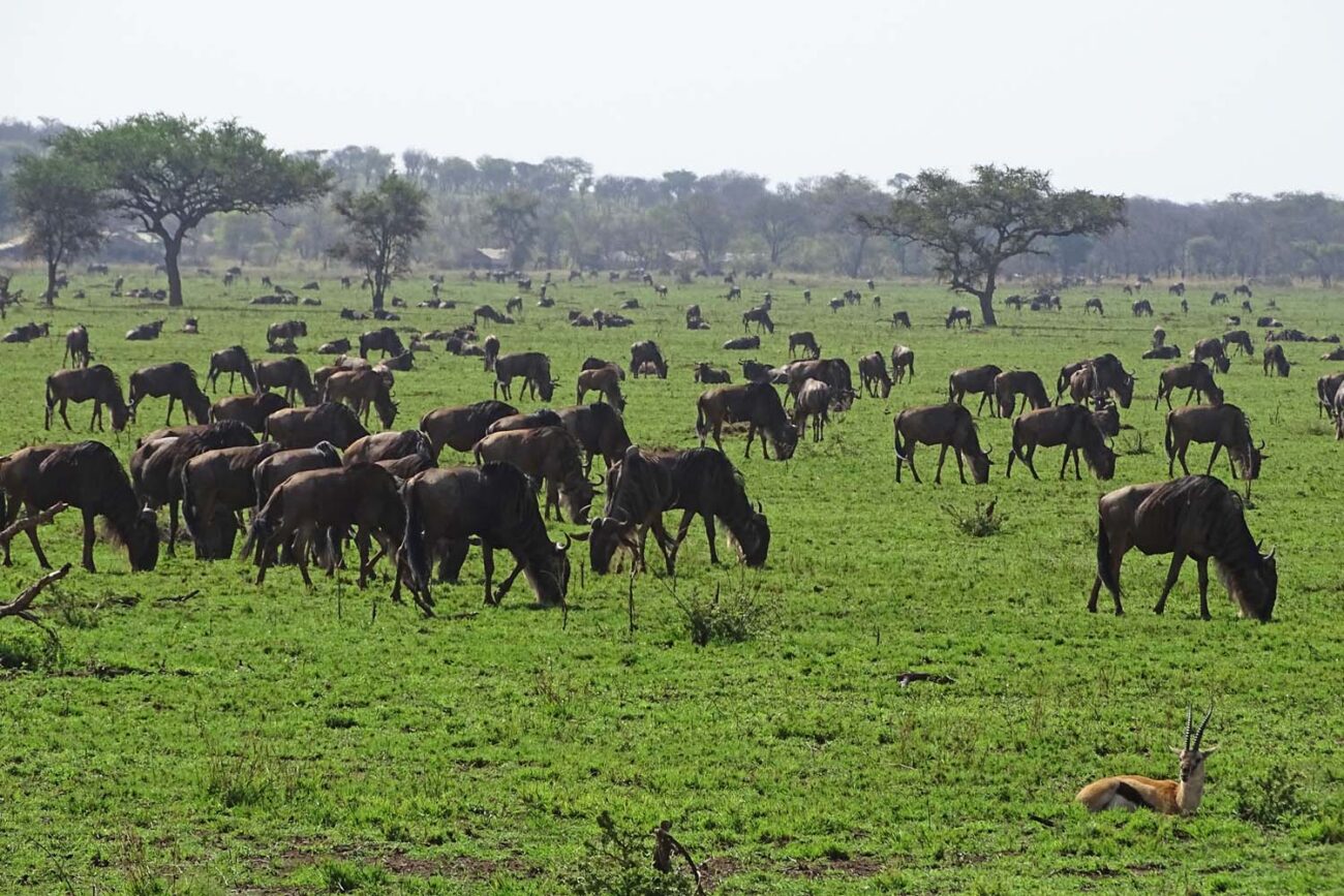 Tansania Reisebericht Serengeti