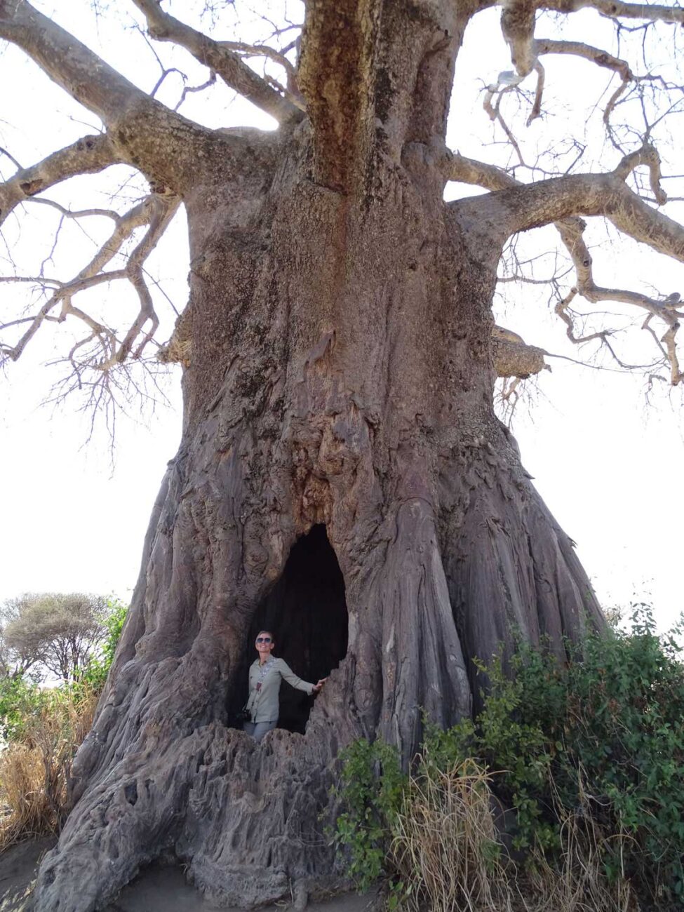 BaoBab Bäume Tansania