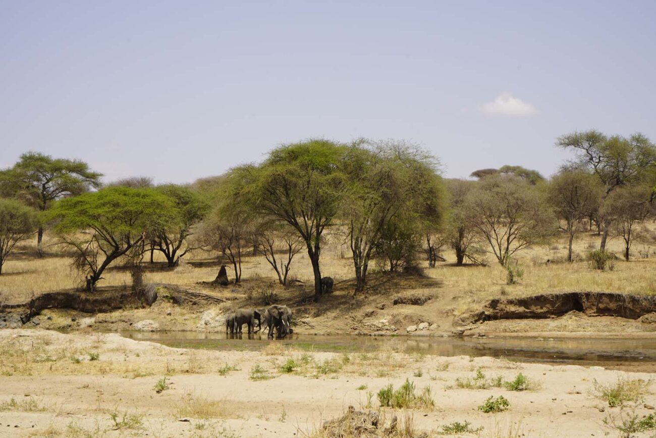 Tansania Safari Tipps