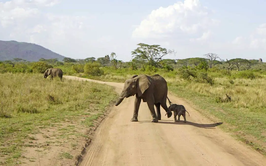 Aufregende Reiseziele in Afrika – von Safari-Abenteuern bis zu paradiesischen Stränden