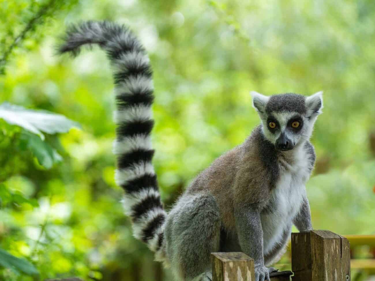 Madagaskar - Reiseziele Afrika