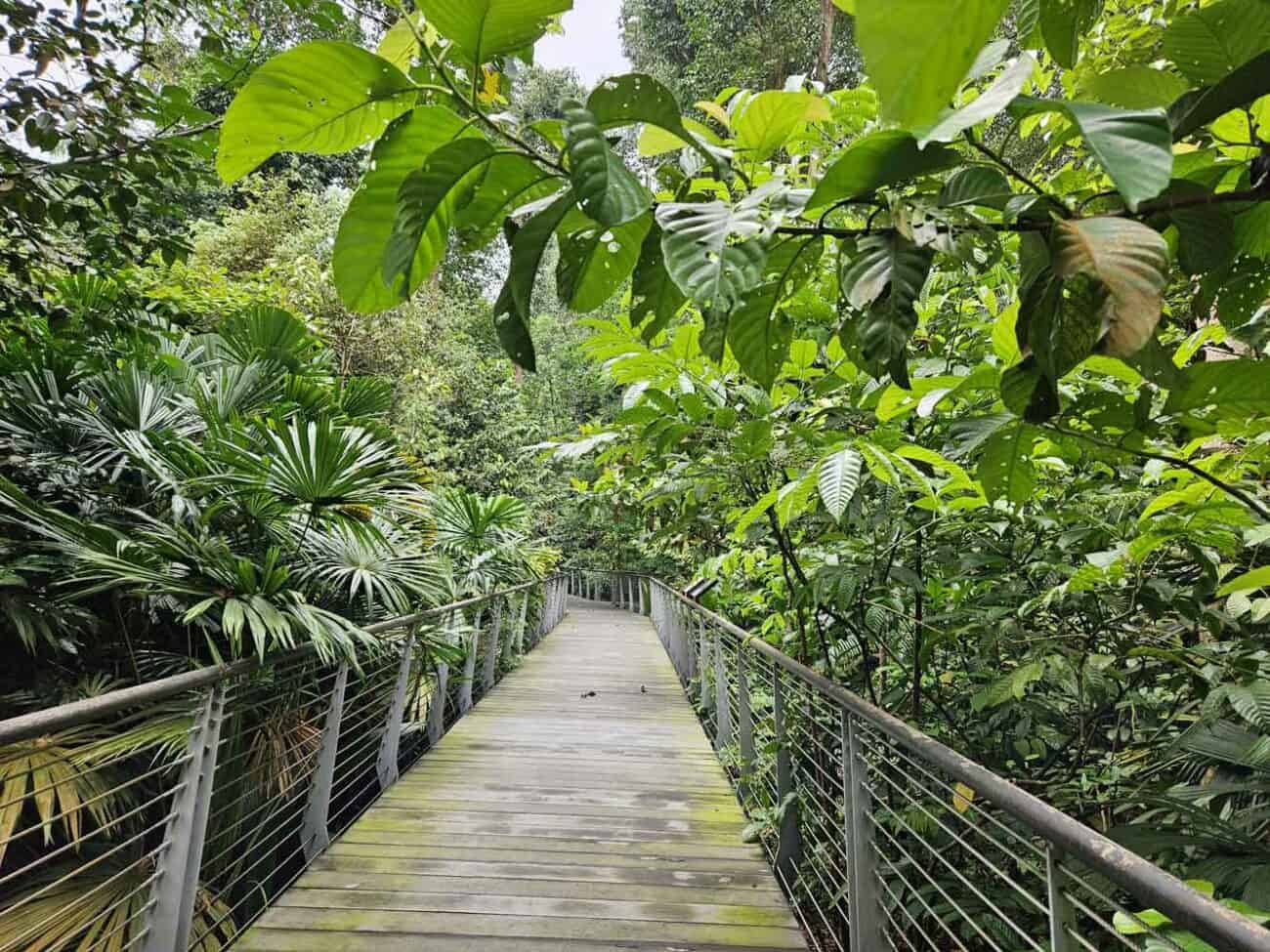 Geheimtipp Botanischer Garten in Singapur