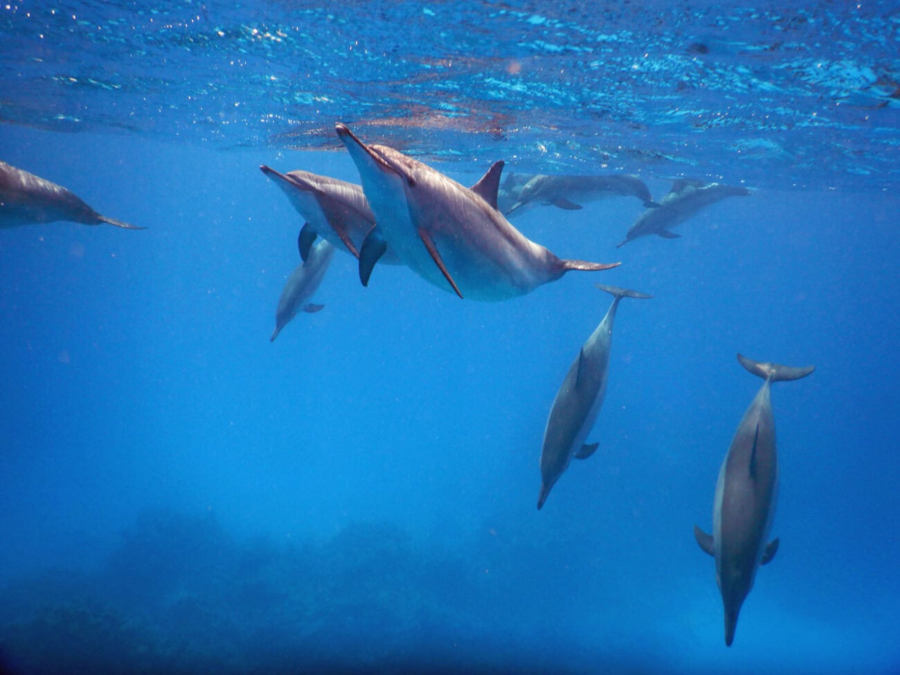 Delfine Marsa Alam