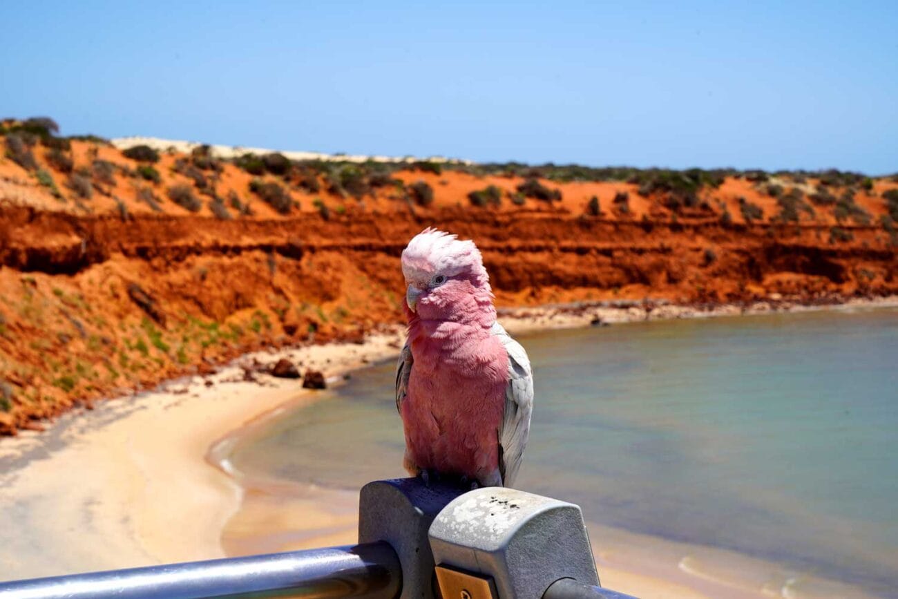 Westaustralien Reisetipps