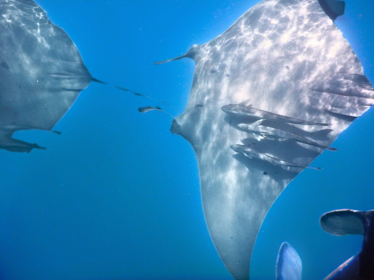 Coral Bay - Schnorcheln mit Mantarochen