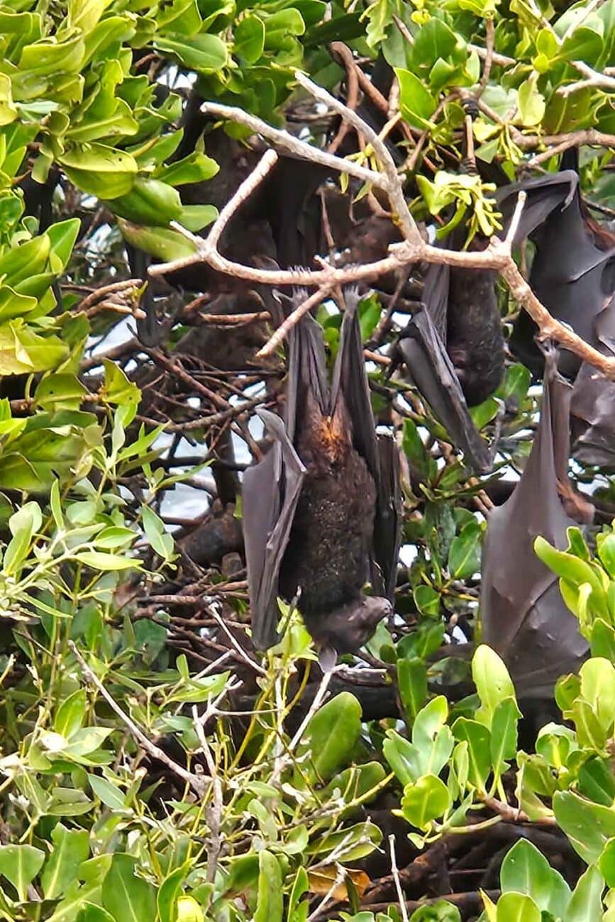 Tiere im Cape Range Nationalpark