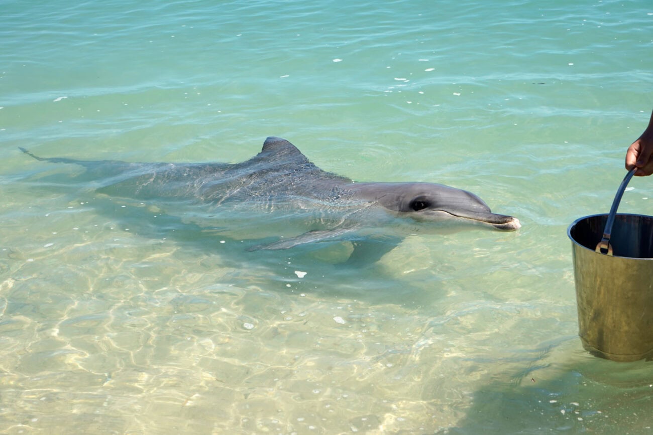 Insidertipp: Delfinfütterung Monkey Mia