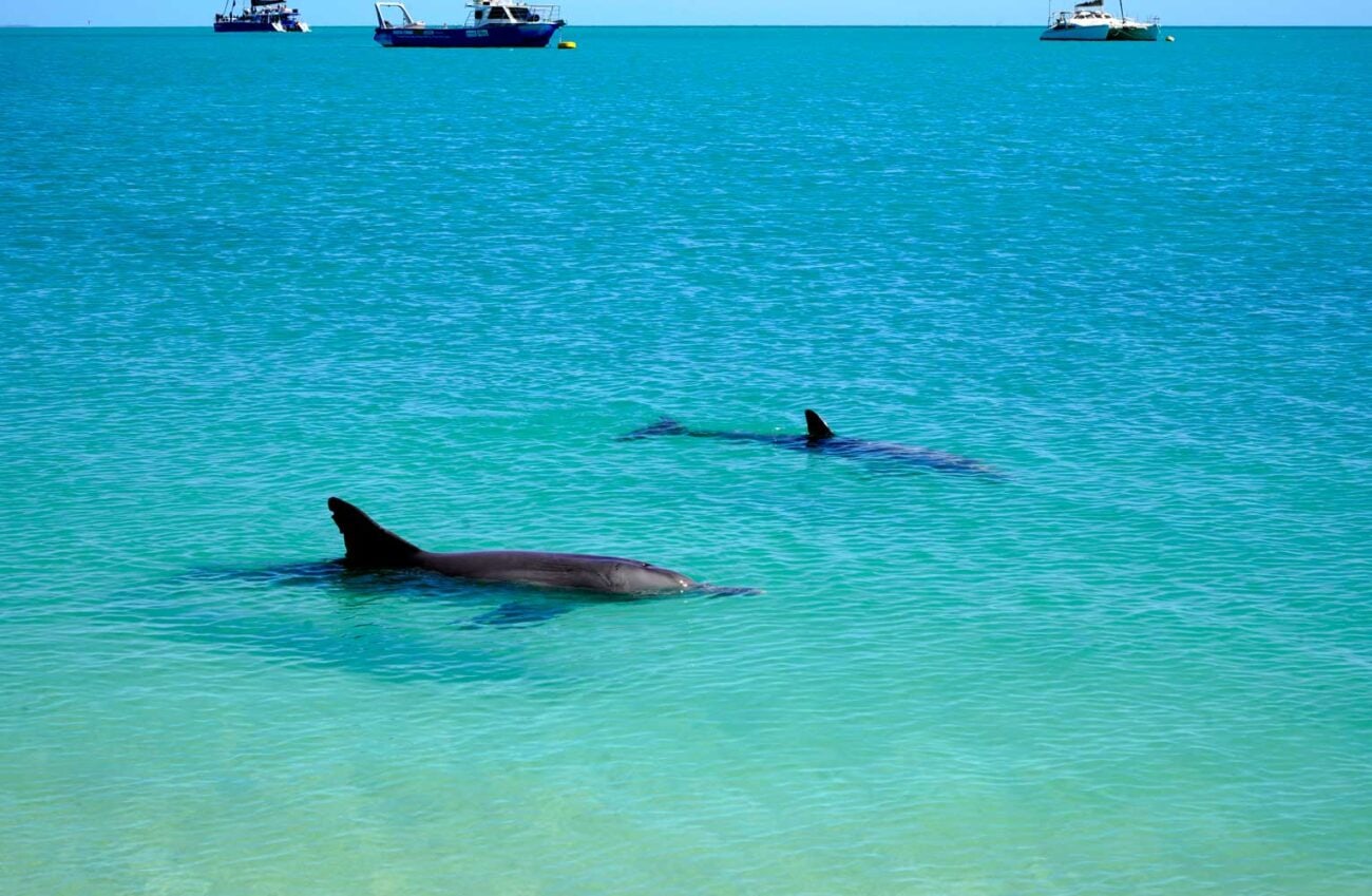 Delfine in Monkey Mia, Westaustralien