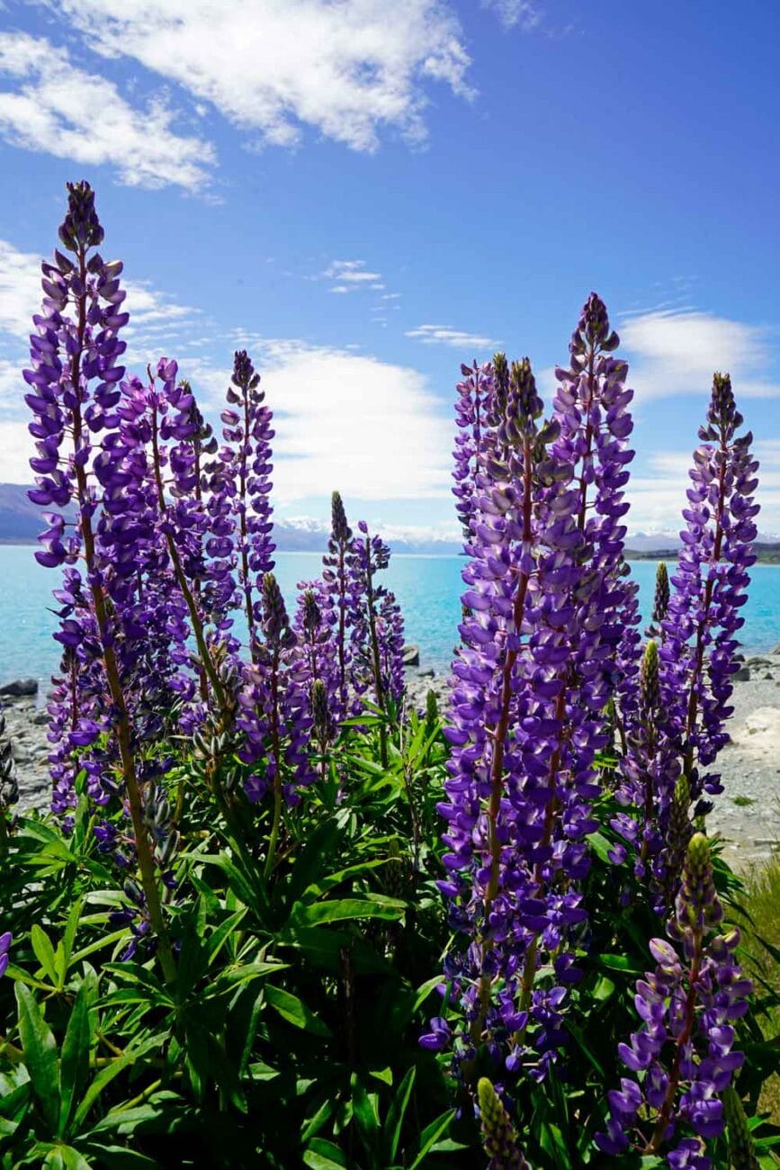 Lupinenblüte Neuseeland