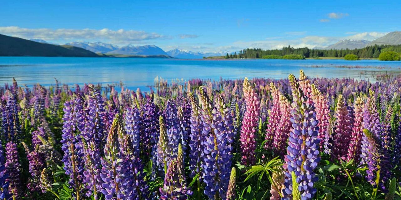 Neuseeland Reisetipps & Sehenswürdigkeiten: Dein ultimativer Guide für deine Reiseplanung