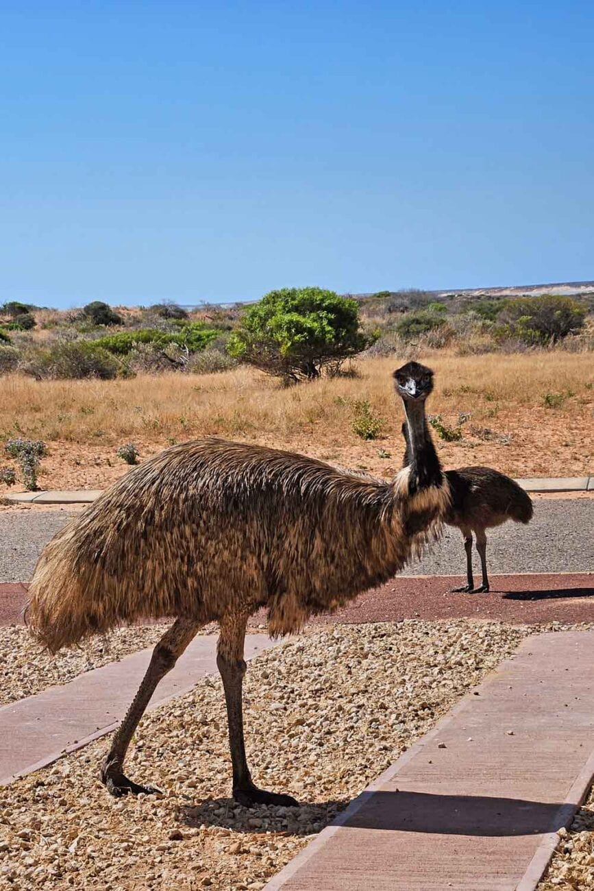 Emus in Westaustralien