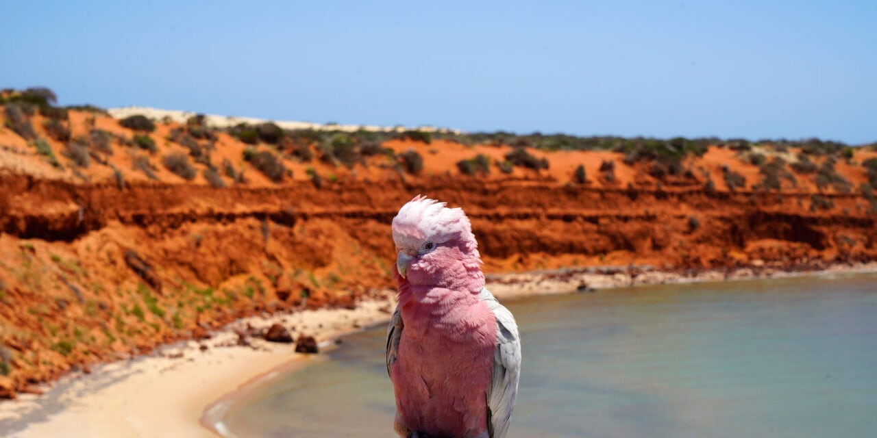 Shark Bay & Monkey Mia in Westaustralien – Delfine, Nationalpark & Reisetipps