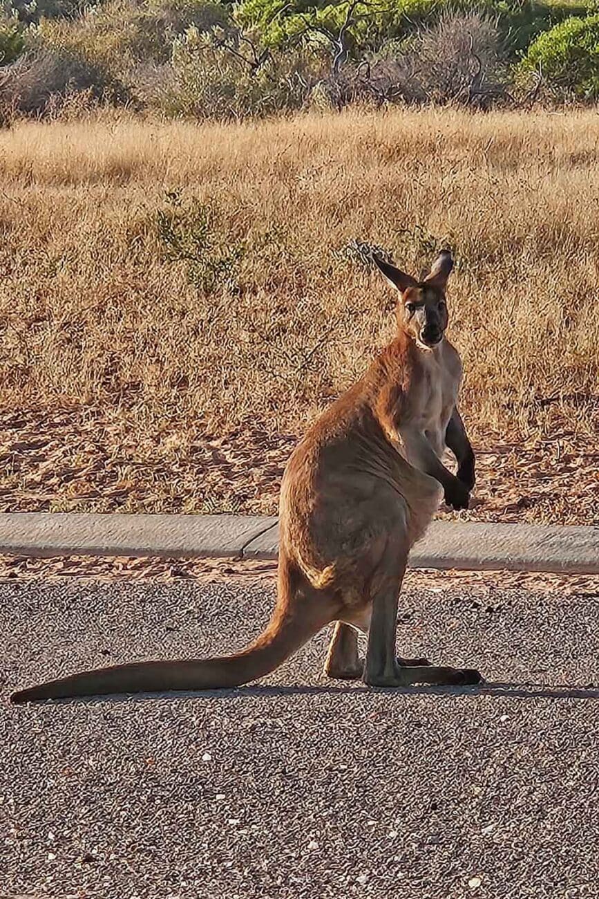 Kängurus in Westaustralien
