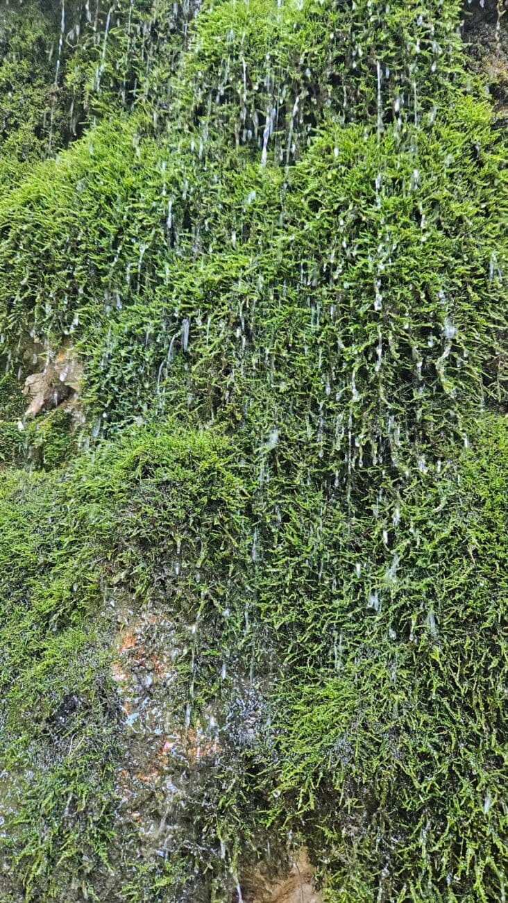 Moose und Farne an einer steilen Felswand in der Höllentalklamm