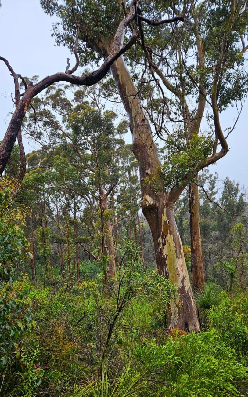 Karri-Wälder in Margaret River