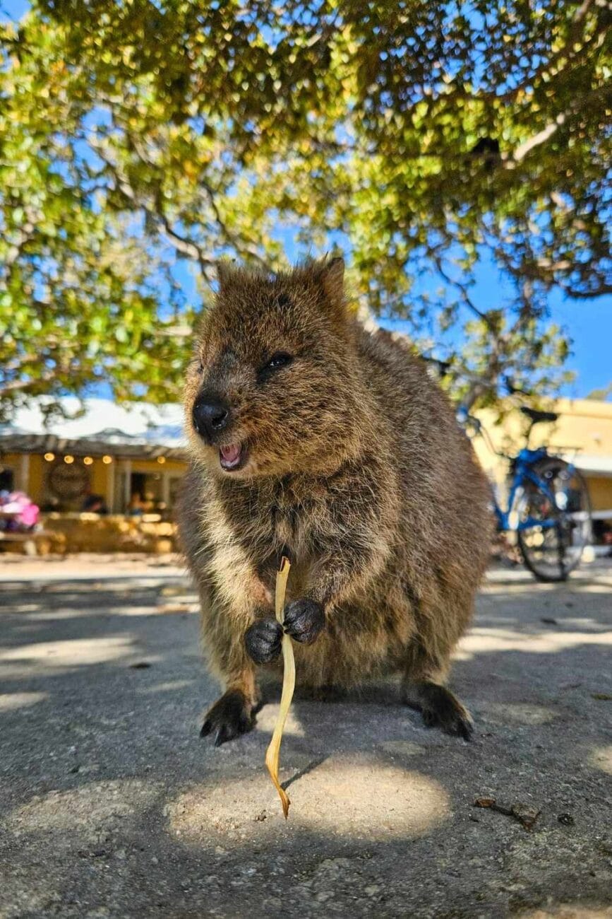 Quokka auf Rottnest Island zwischen Menschen unterwegs im Ort, neugierig und zutraulich
