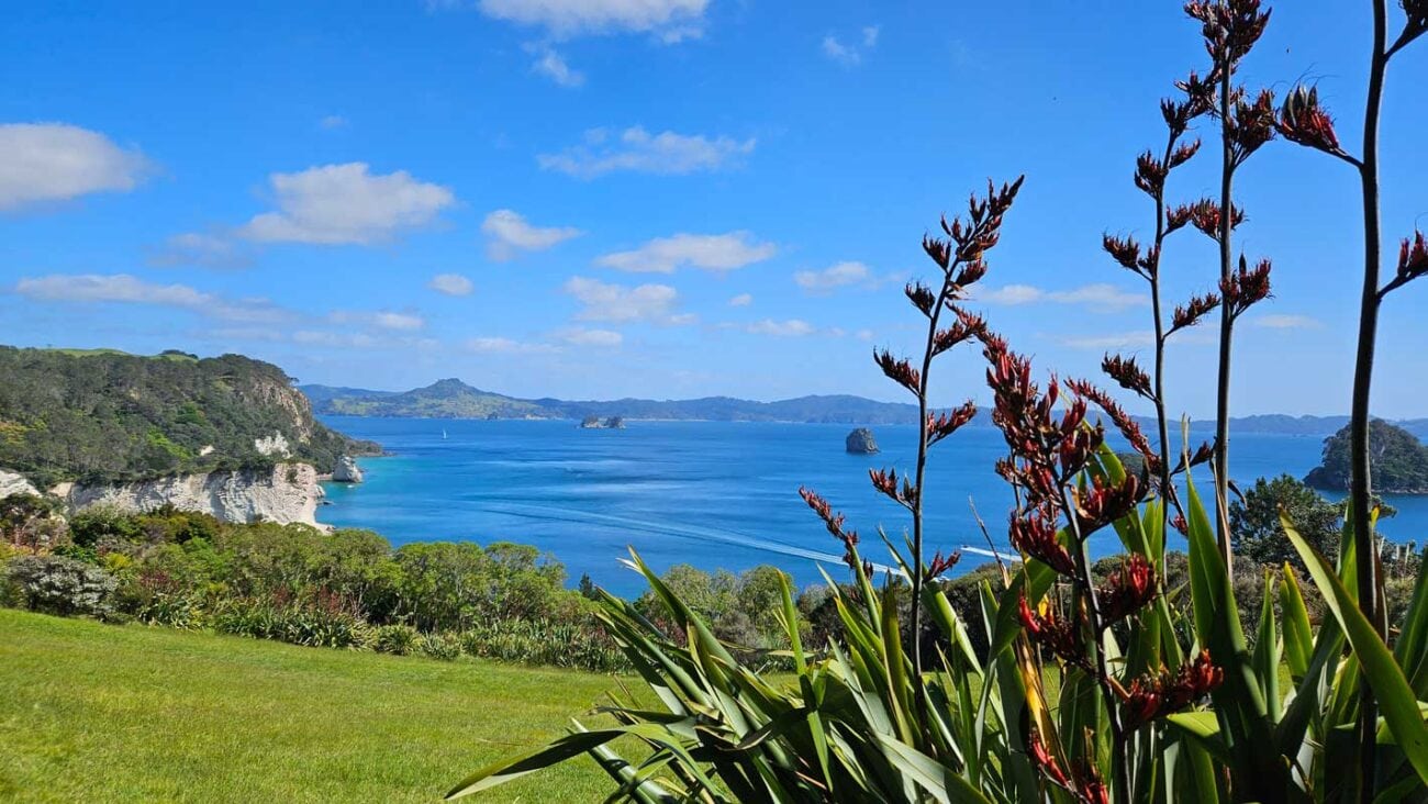 Blick auf das Meer bei Hahei mit neuseeländischer Flachslilie im Vordergrund