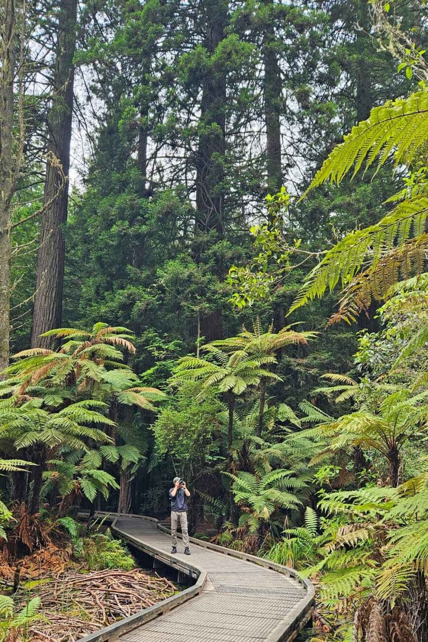 Spazierweg durch den Redwood-Wald in Rotorua