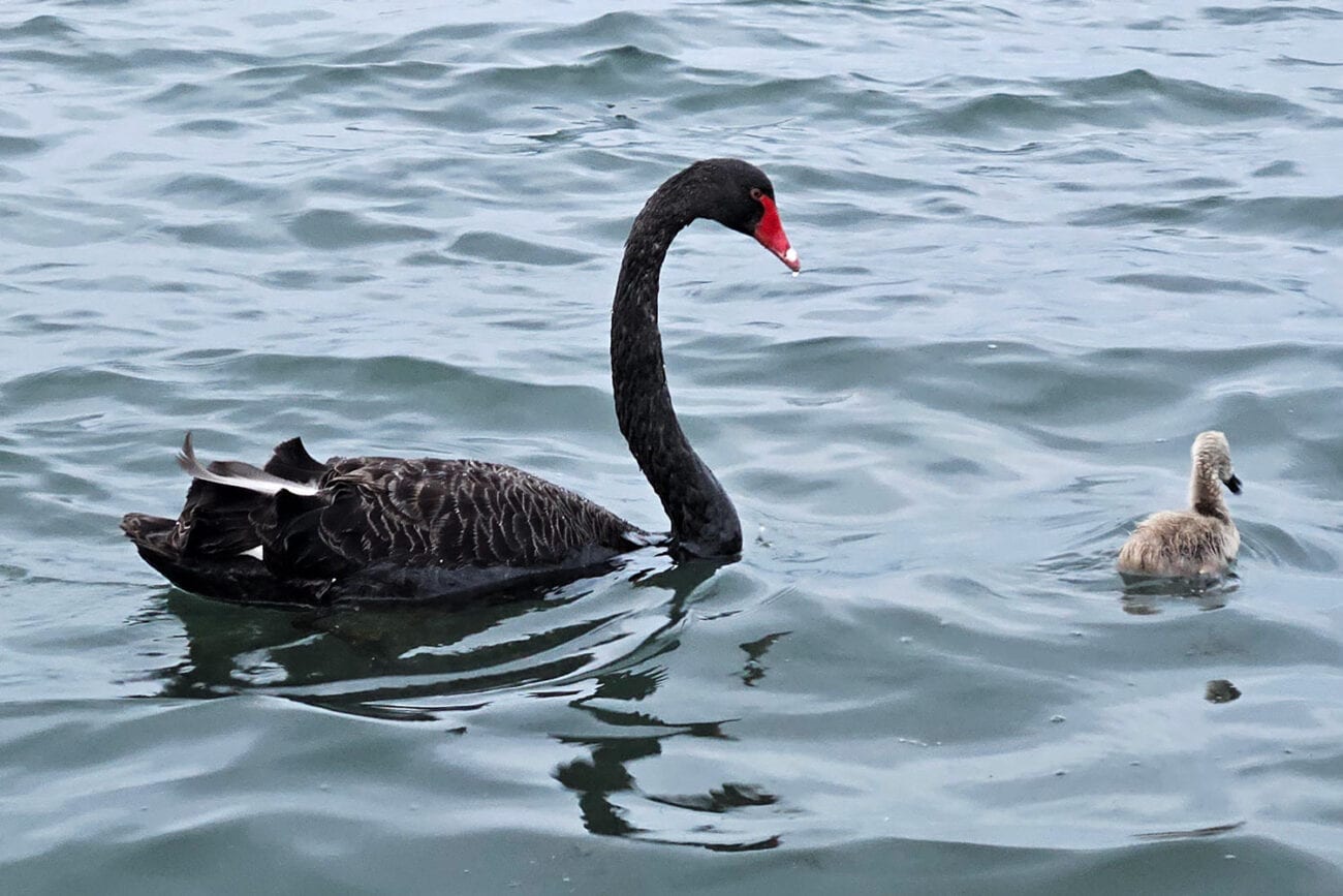 Schwarzer Schwan schwimmt im Lake Rotorua