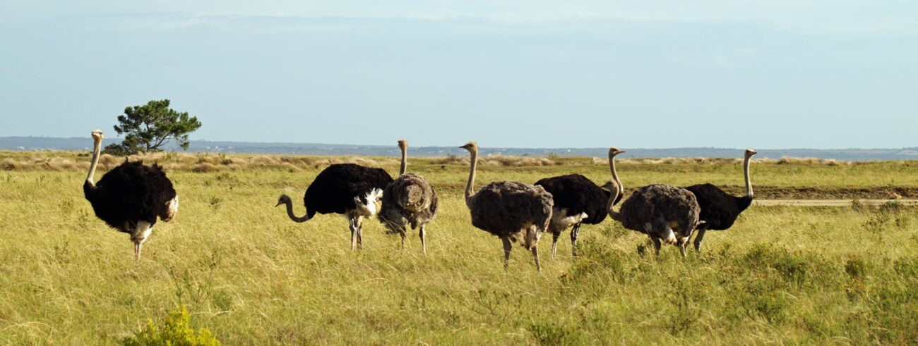 Südafrika Reiseberichte aus eigener Erfahrung