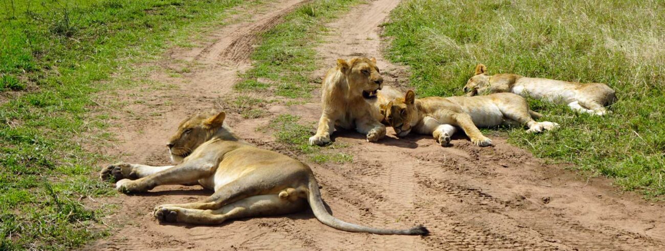 Löwen in der Serengeti von Tansania