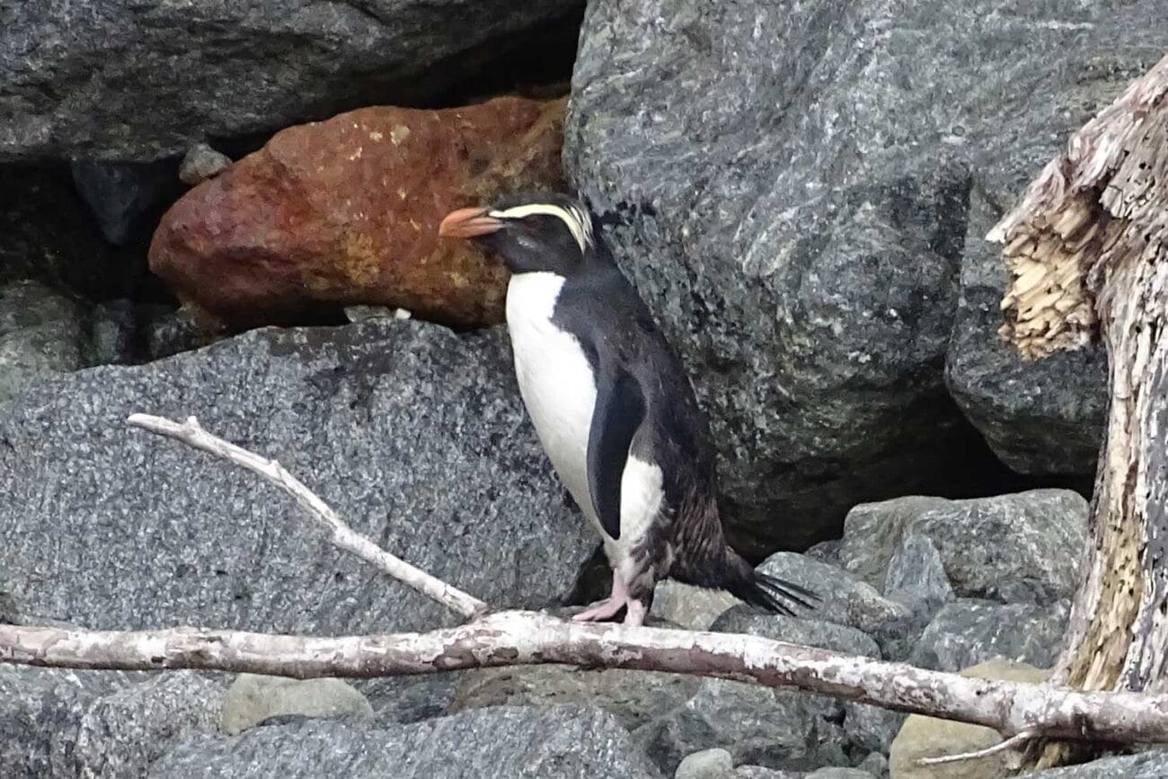 Pinguin auf einem Felsen im Milford Sound, Fiordland-Nationalpark
